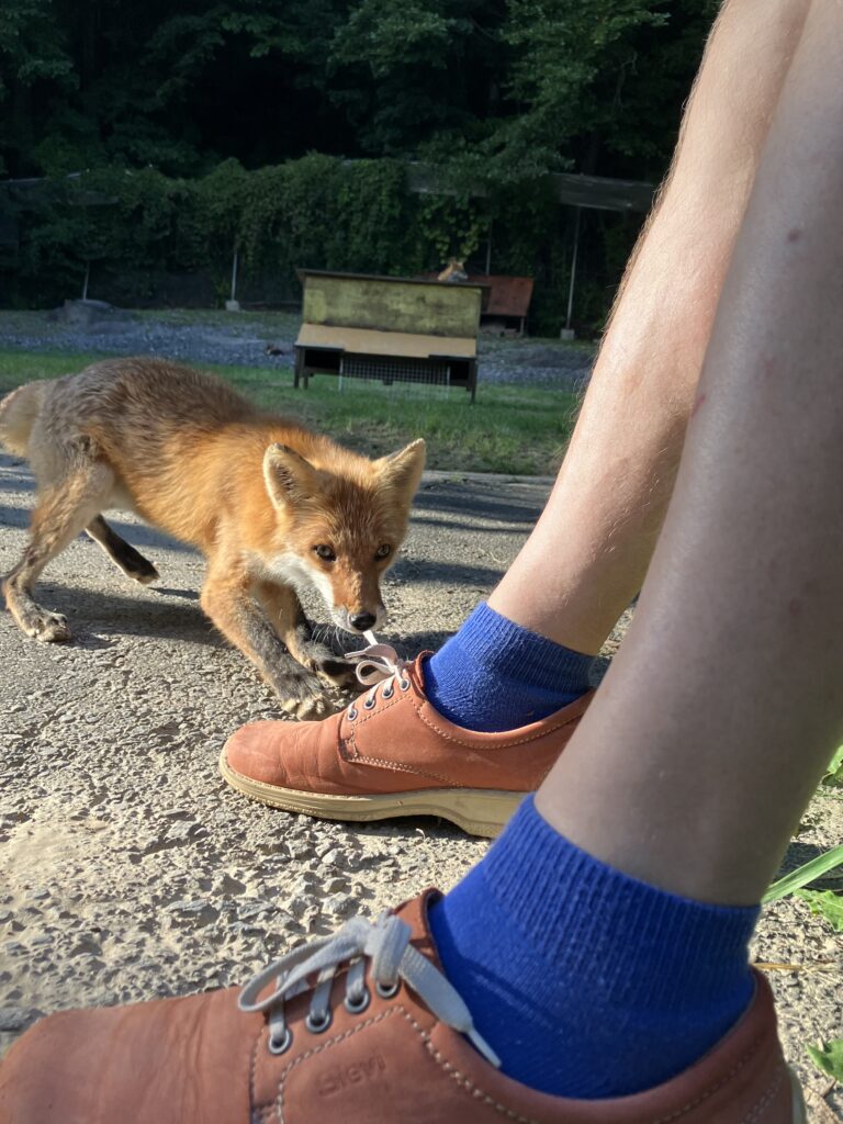 北海道留辺蘂町のキタキツネ牧場でエデルヘイム教授の靴ひもをかむ好奇心旺盛なキツネ(2023年9月、撮影:ヨハン・エデルヘイム教授)